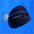 PURPLE TANG